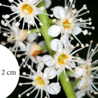 Cherry Laurel